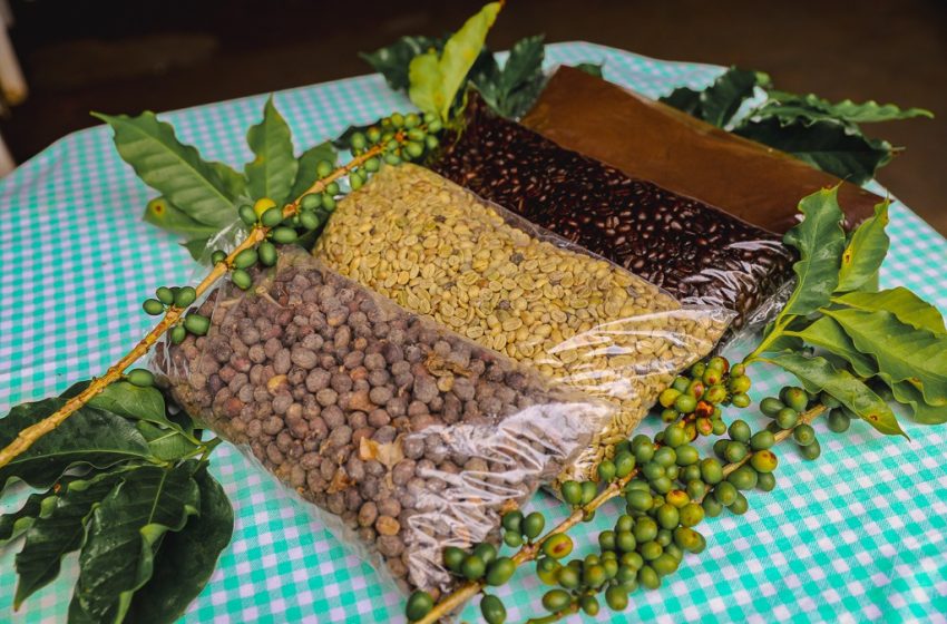  Dia Mundial do Café: Investimentos na produção geram impacto positivo na qualidade do café e na economia da Bahia