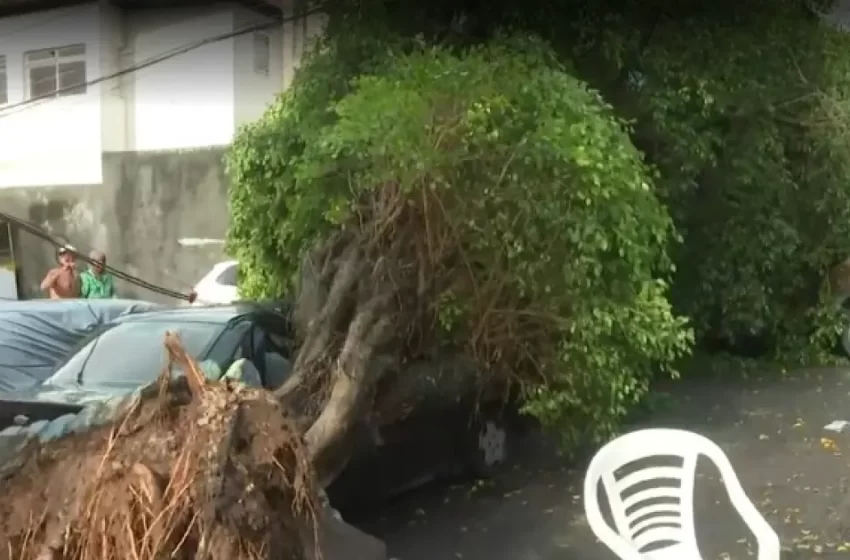  Árvore cai e bloqueia trecho de via em Amaralina