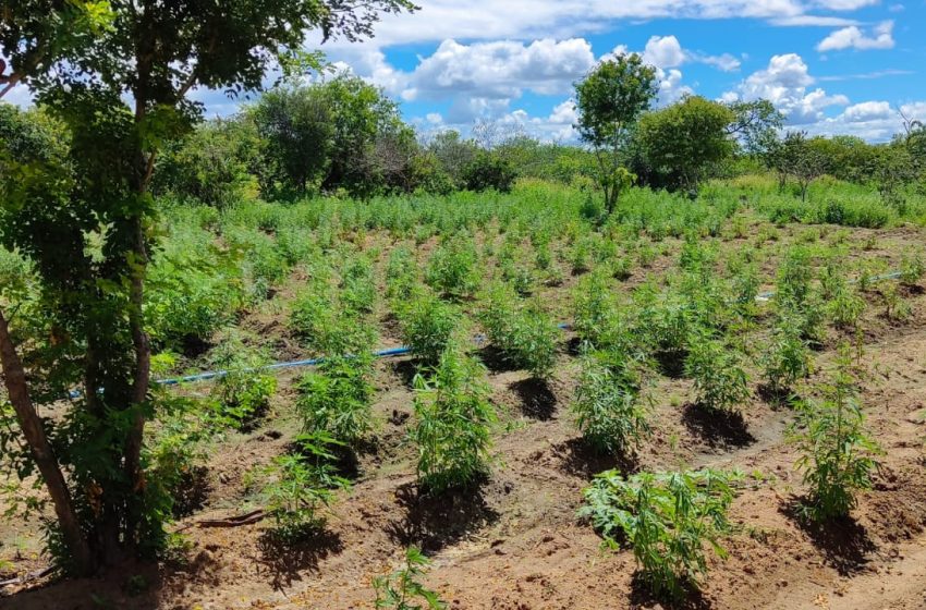  Cerca de 21 toneladas de maconha são encontradas pela PF e PM na BA