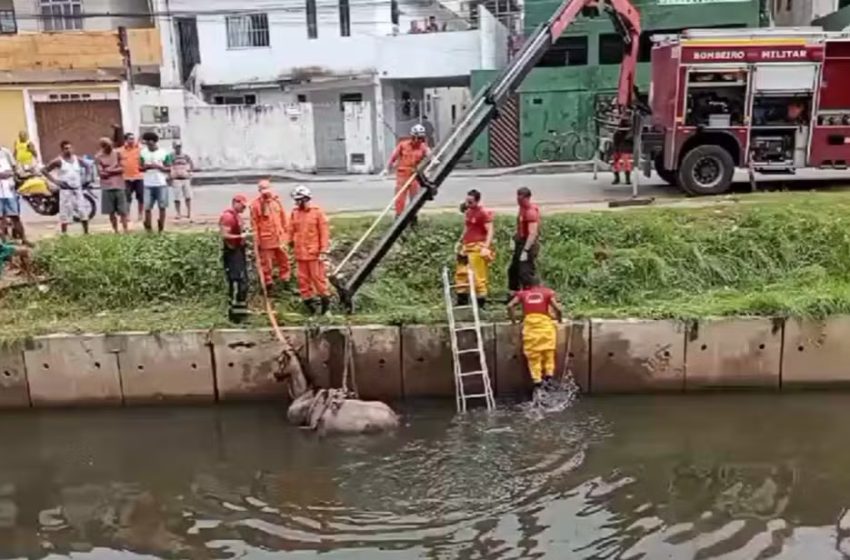  Salvador: Cavalo é resgatado com ajuda de guindaste após cair em canal e fica atolado