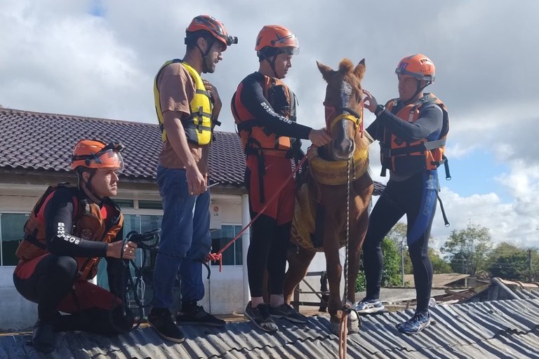  Cavalo ilhado em telhado no Rio Grande do Sul é resgatado