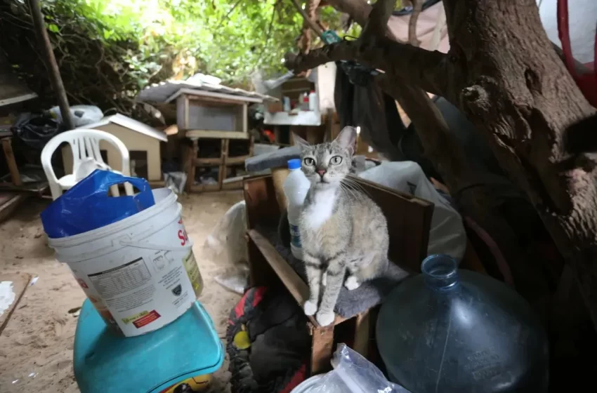  Colônia de gatos em Piatã chega ao fim