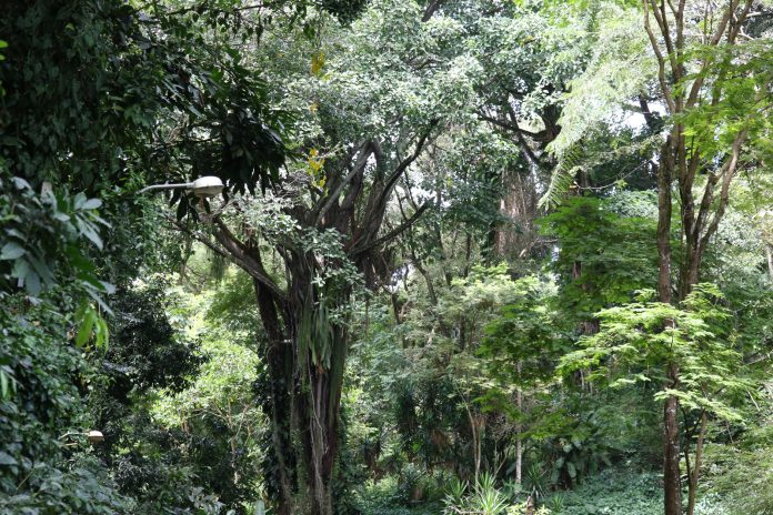  Medidas adotadas reduzem em 57% o desmatamento da Mata Atlântica na Bahia