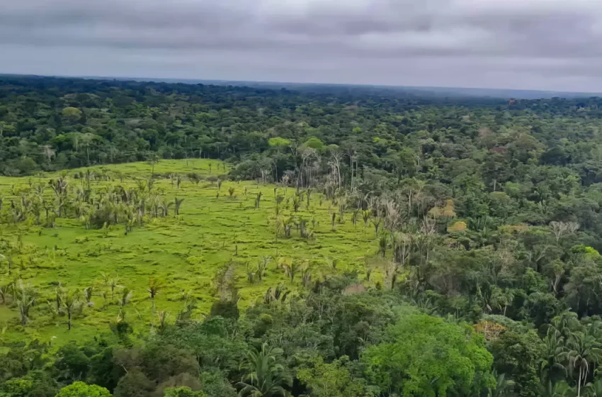  Desmatamento na Amazônia tem queda de 21,8% e no Pantanal de 9,2%