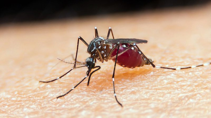  Sesab registra primeira morte por malária na Bahia em seis anos