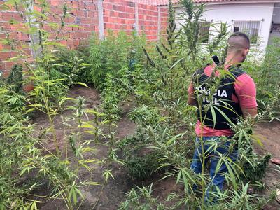  Plantação com 250 pés de maconha é erradicada pela polícia em Feira de Santana