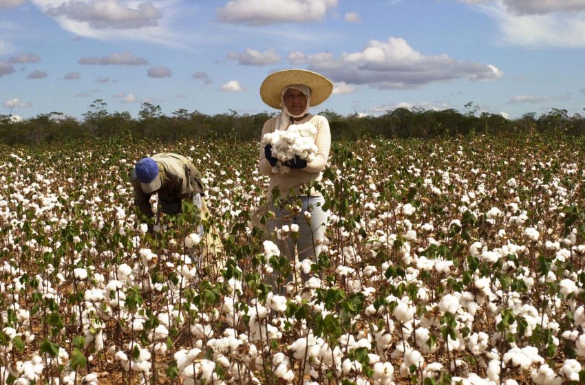  IBGE e Conab estimam produção menor de grãos na Bahia em 2024