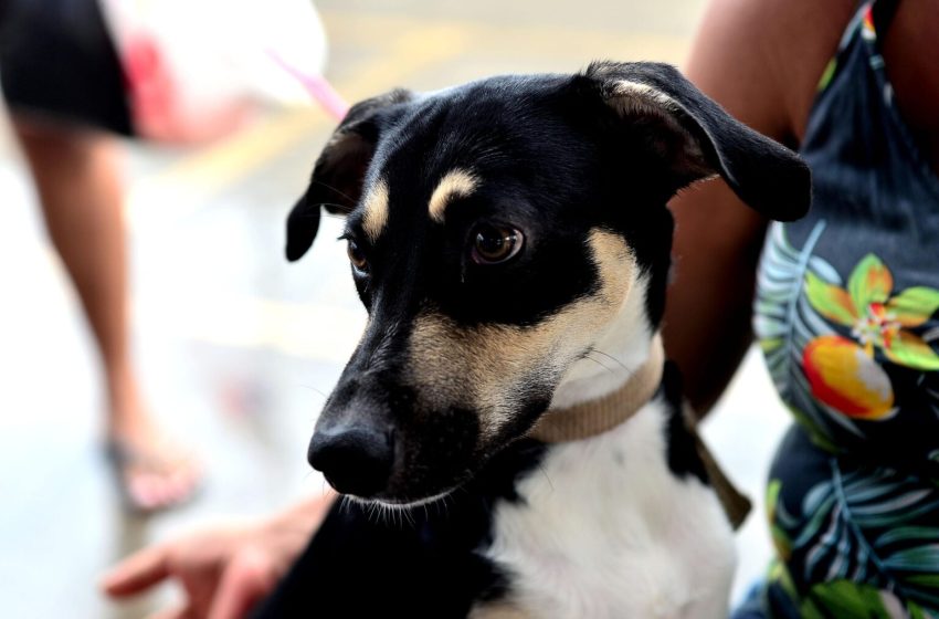  Confira os cuidados necessários com os pets no período junino