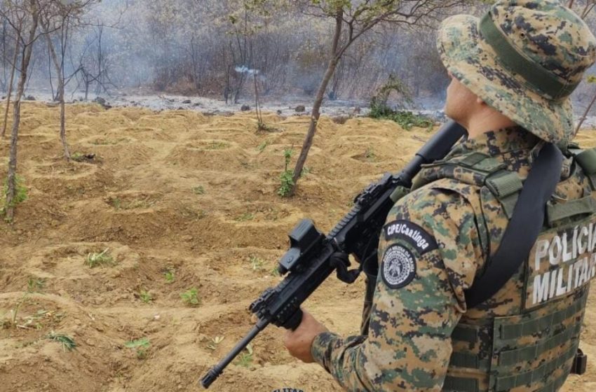  PM e PF erradicam plantios de maconha na divisa entre Bahia e Pernambuco