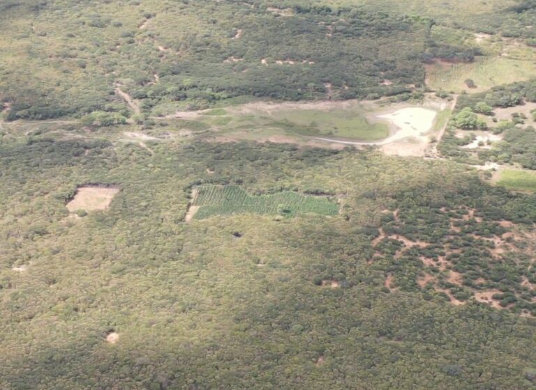  Operação conjunta da PF, PMBA e PMPE erradica 25 mil pés de maconha