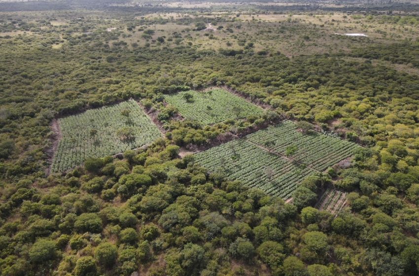  Polícia Federal erradica 61 mil pés de maconha no norte da Bahia