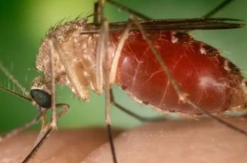  Casos de Febre Oropouche sobe para 628 na Bahia