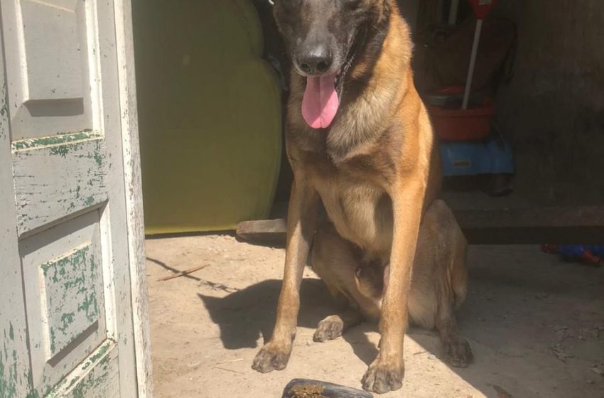  Cão policial localiza sete tabletes de maconha em Feira de Santana