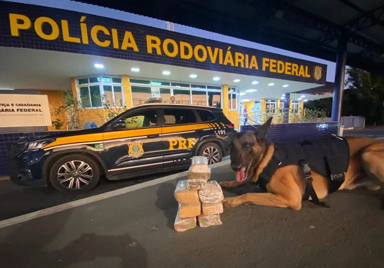  PRF encontra 4,54 kg de maconha em ônibus com auxílio de cães farejadores