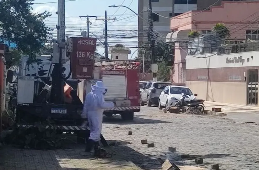  Ilhéus: Homem é atacado por abelhas ao tentar remover colmeia