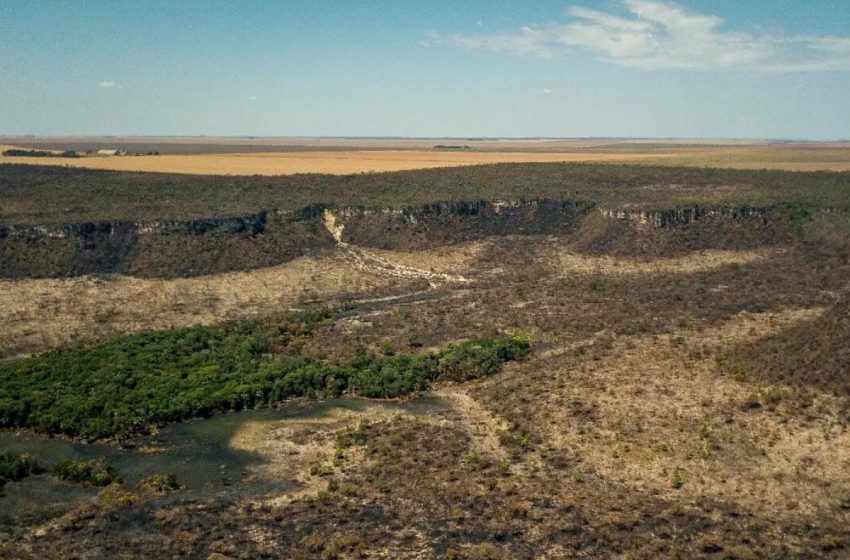  Desmatamento no cerrado baiano é reduzido em 52,4%