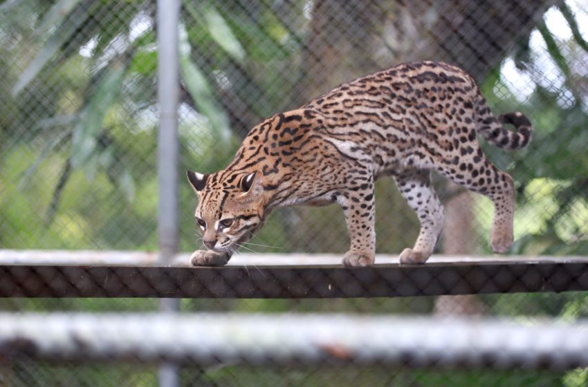  Cetas resgata mais de 3 mil animais no 1º semestre e reforça parcerias para a conservação ambiental