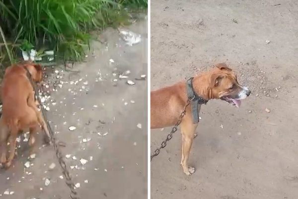  Cachorro é morto a golpes de enxada em Feira de Santana; caso choca moradores