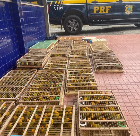  Carga com 1.100 aves silvestres transportadas ilegalmente é apreendida em Jequié