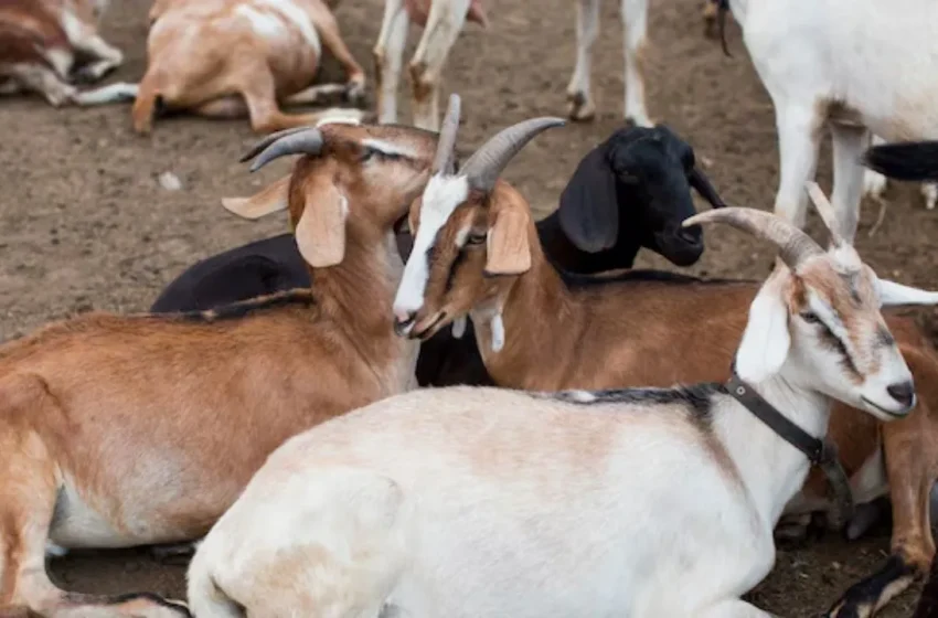  Bahia lidera ranking nacional de produção de ovinos e caprinos