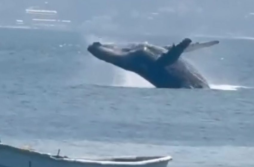  Baleia jubarte promove espetáculo no Porto da Barra