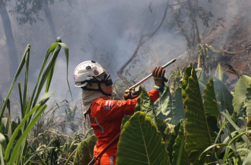  Bombeiros reforçam combate e controlam 422 incêndios florestais na Bahia