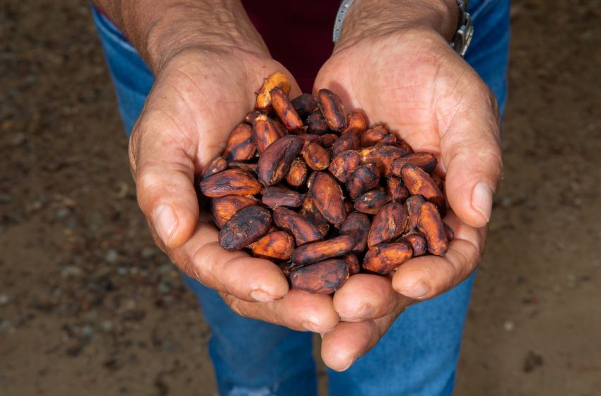  Agricultura familiar influencia a retomada da Bahia como maior produtor de cacau do país