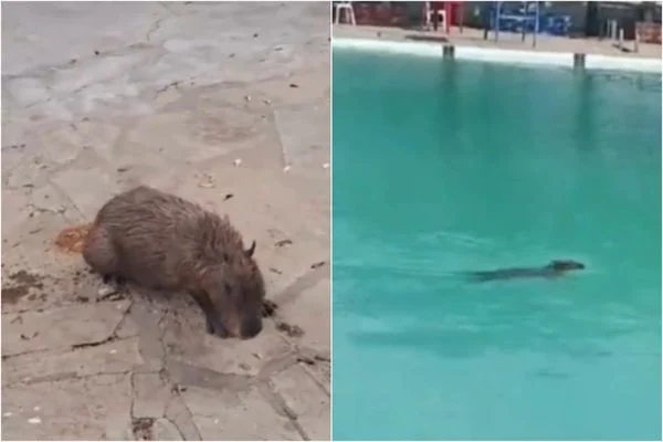  Capivara é resgatada após entrar em piscina de clube em Guanambi