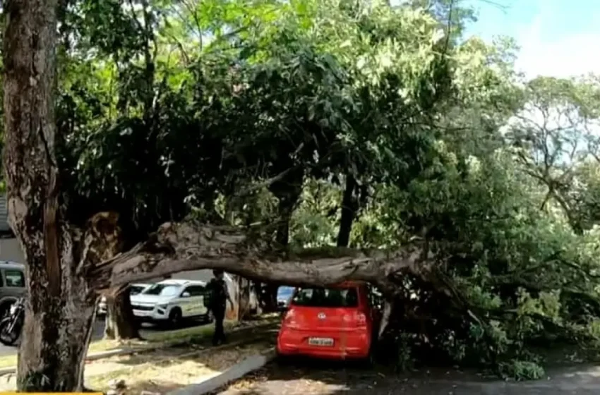  Queda de árvore afeta circulação de veículos em Salvador 