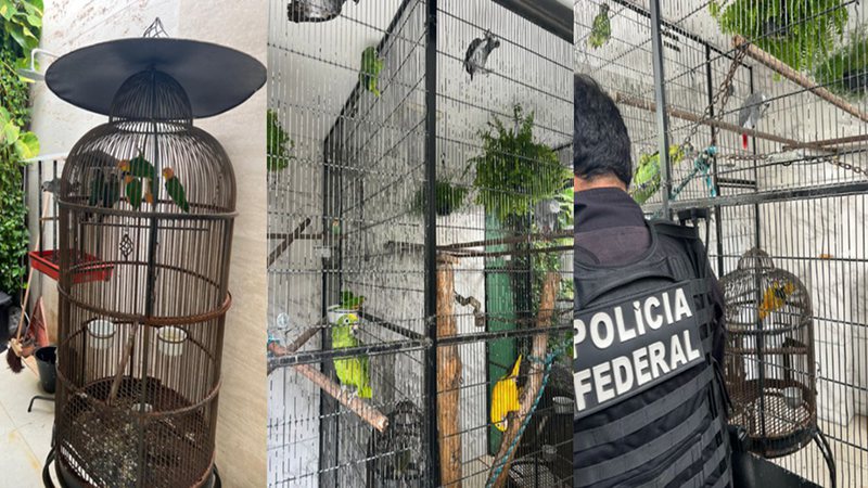  PF deflagra operação de combate ao tráfico de animais em Lauro de Freitas