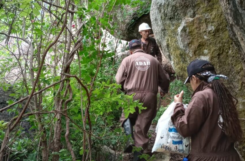  Adab monitora abrigos de morcegos hematófagos para evitar novos focos da Raiva animal no estado