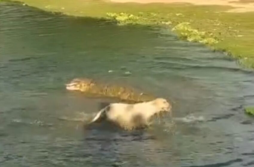  Cachorro sobrevive a ataque de jacaré em lagoa no interior da Bahia