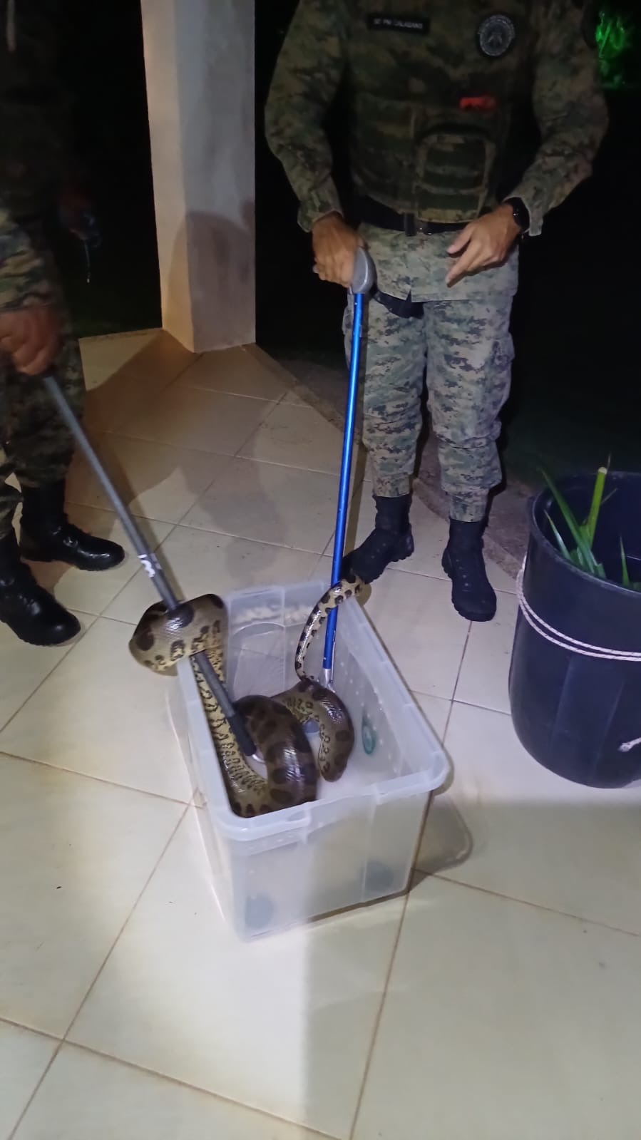 PM captura sucuri de 2m em área residencial de Camaçari