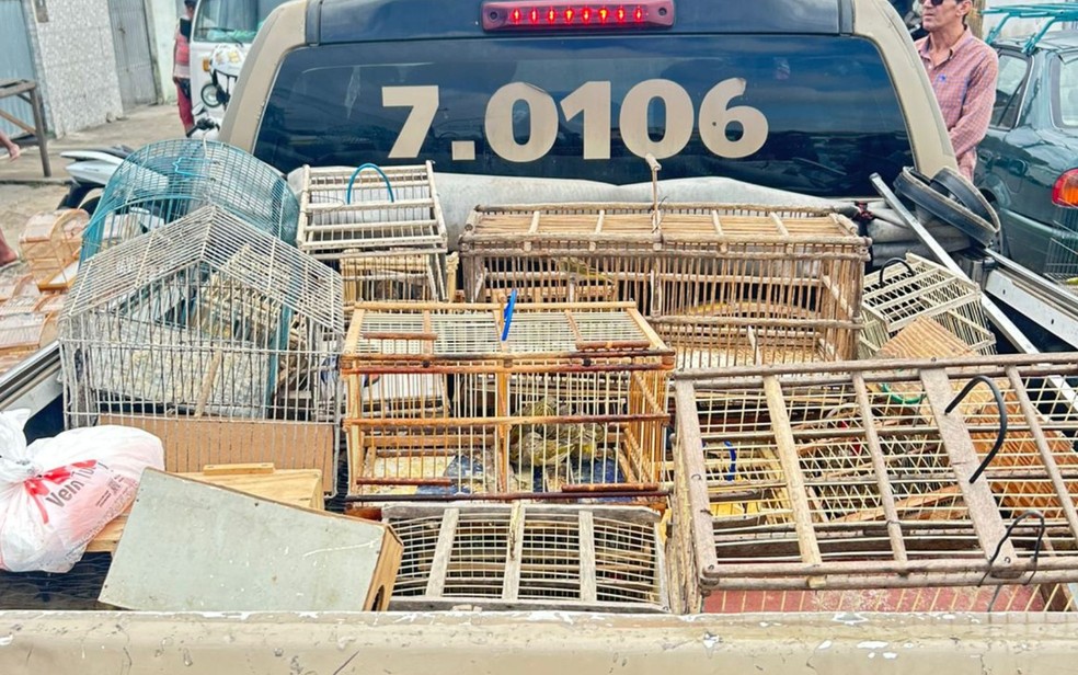 Venda de aves silvestres